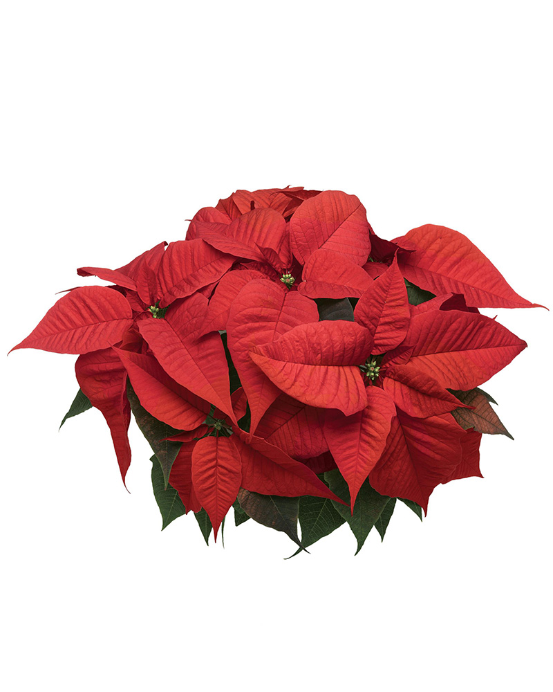 Poinsettia Christmas Spirit 10\"