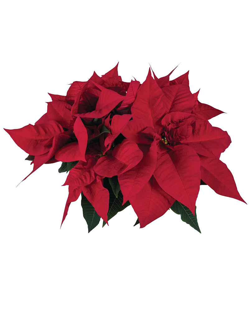 Poinsettia FabYULEous Red 10"