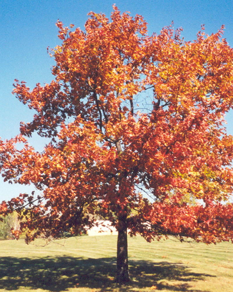 Red Oak #15<br><i>Quercus rubra</br></i>