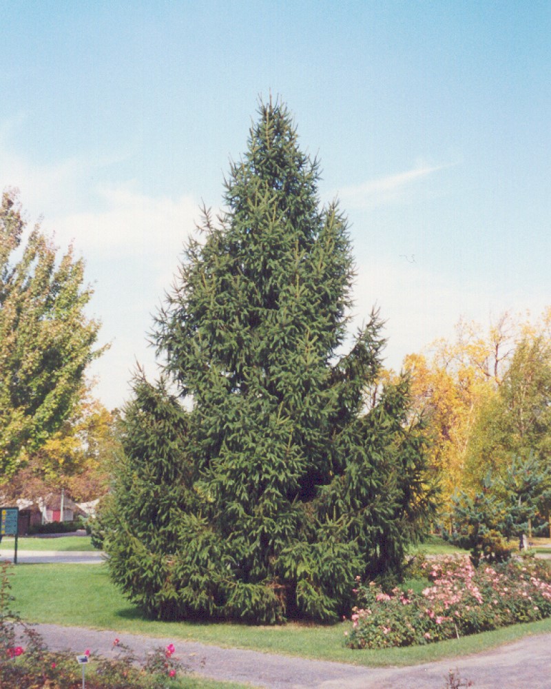 Norway Spruce Living Christmas Tree #10<br><i>Picea abies</br></i>