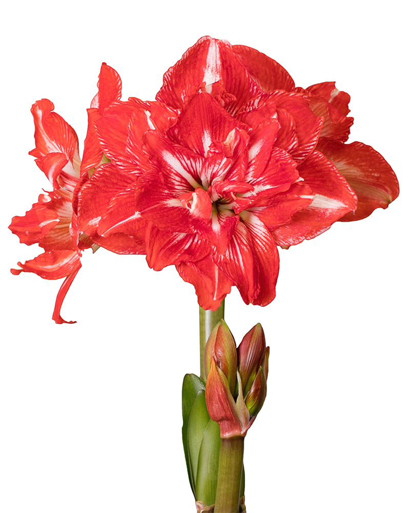 Amaryllis Rock N Roll Potted 8"