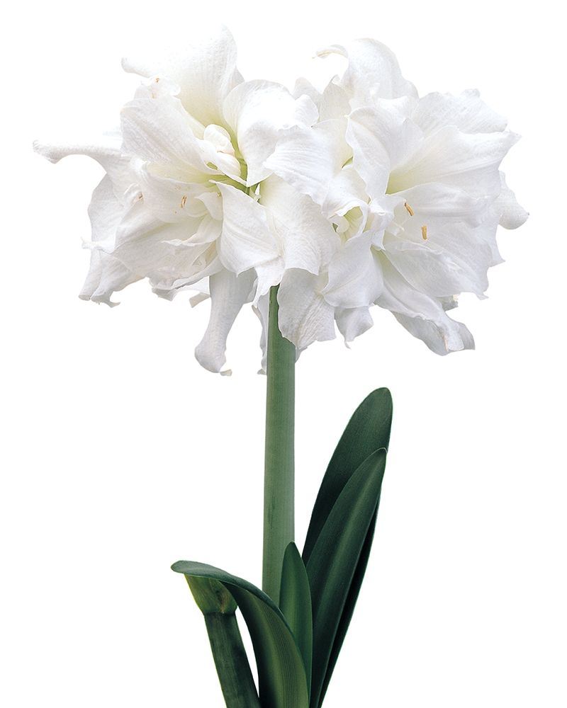 Amaryllis Snow White Potted 8"