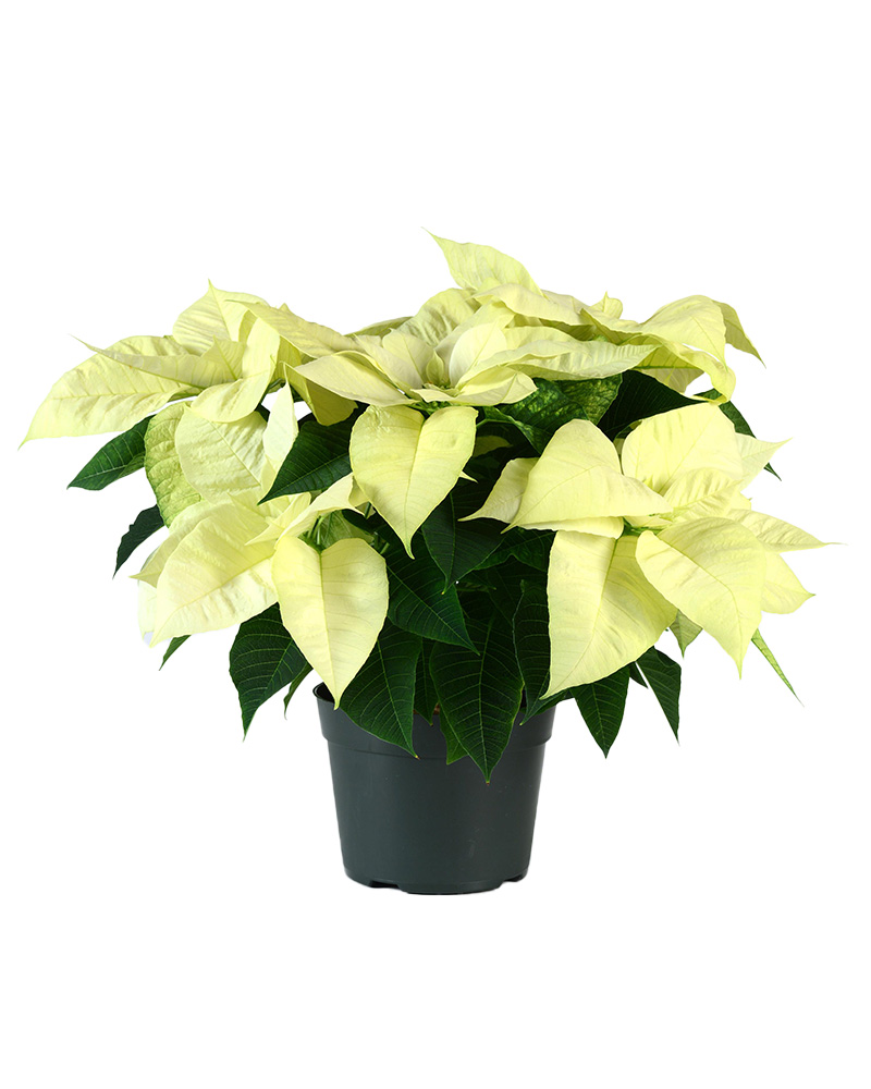 Poinsettia North Pole 6"