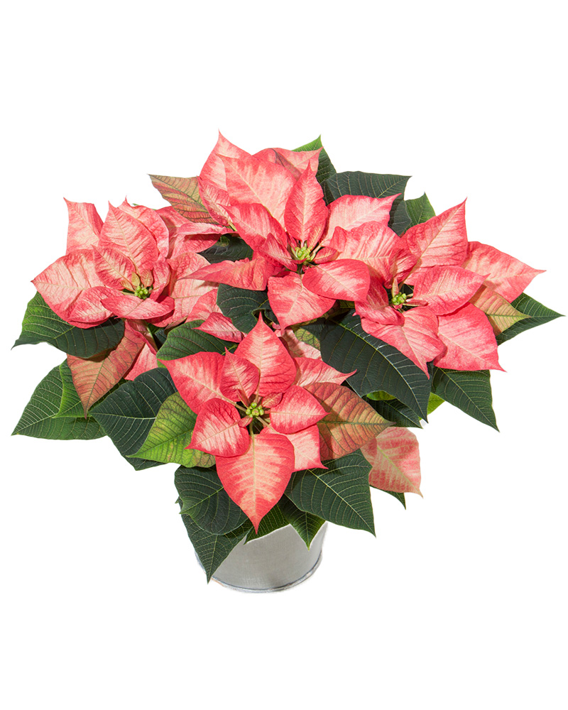 Poinsettia Christmas Princess 8"