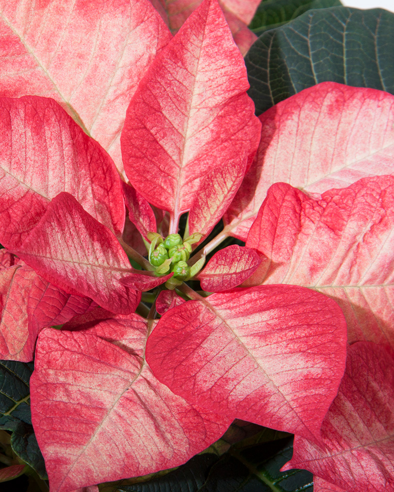 Poinsettia Christmas Princess 8\"