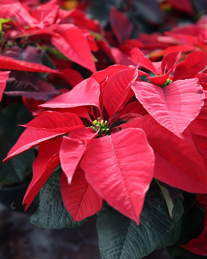 Poinsettia Early Elegance Red 6\"