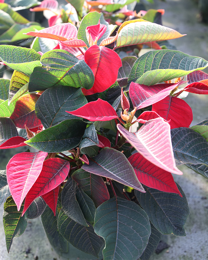 Poinsettia Christmas Song 6"