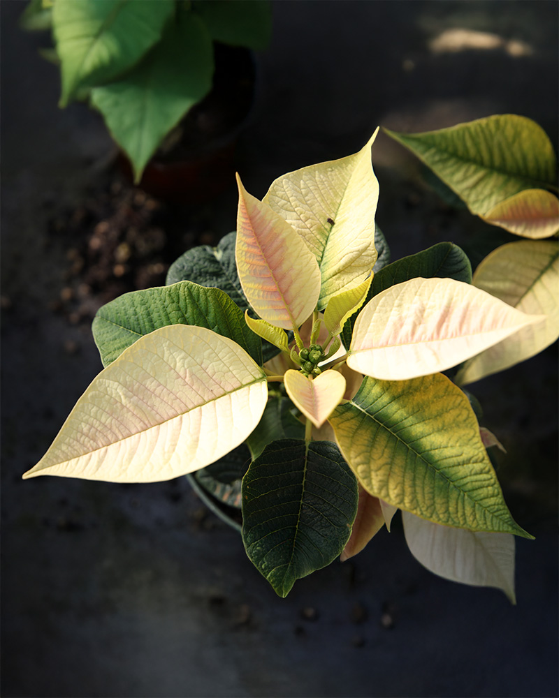 Poinsettia Premium Marble 6"