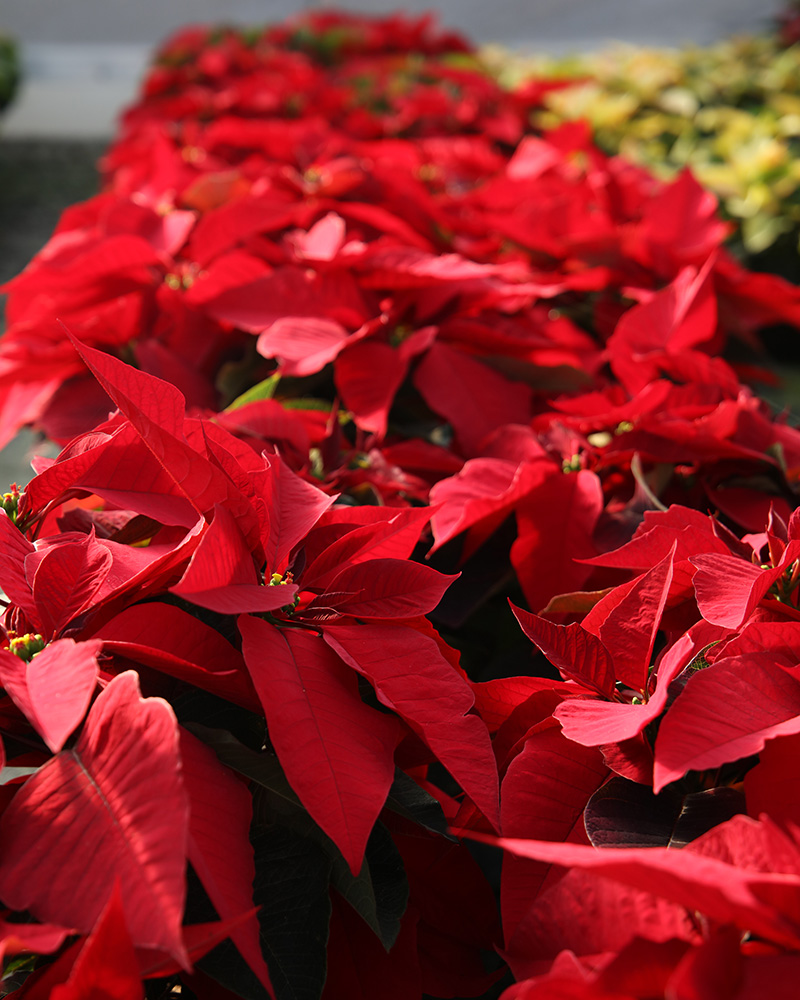 Poinsettia Prestige Early Red 6"