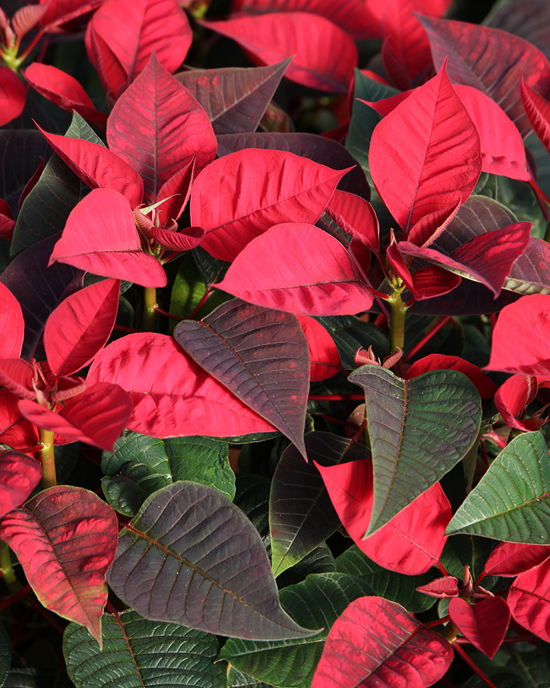 Poinsettia Christmas Bells 10"