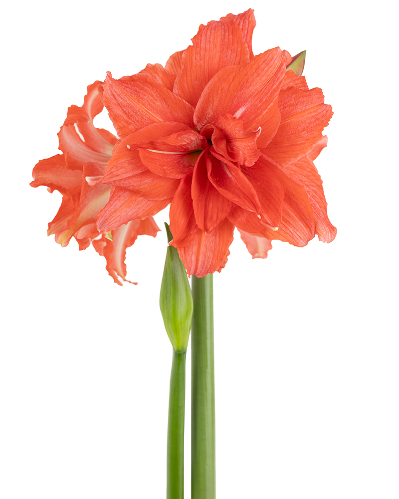 Amaryllis Ballerina Potted 6"