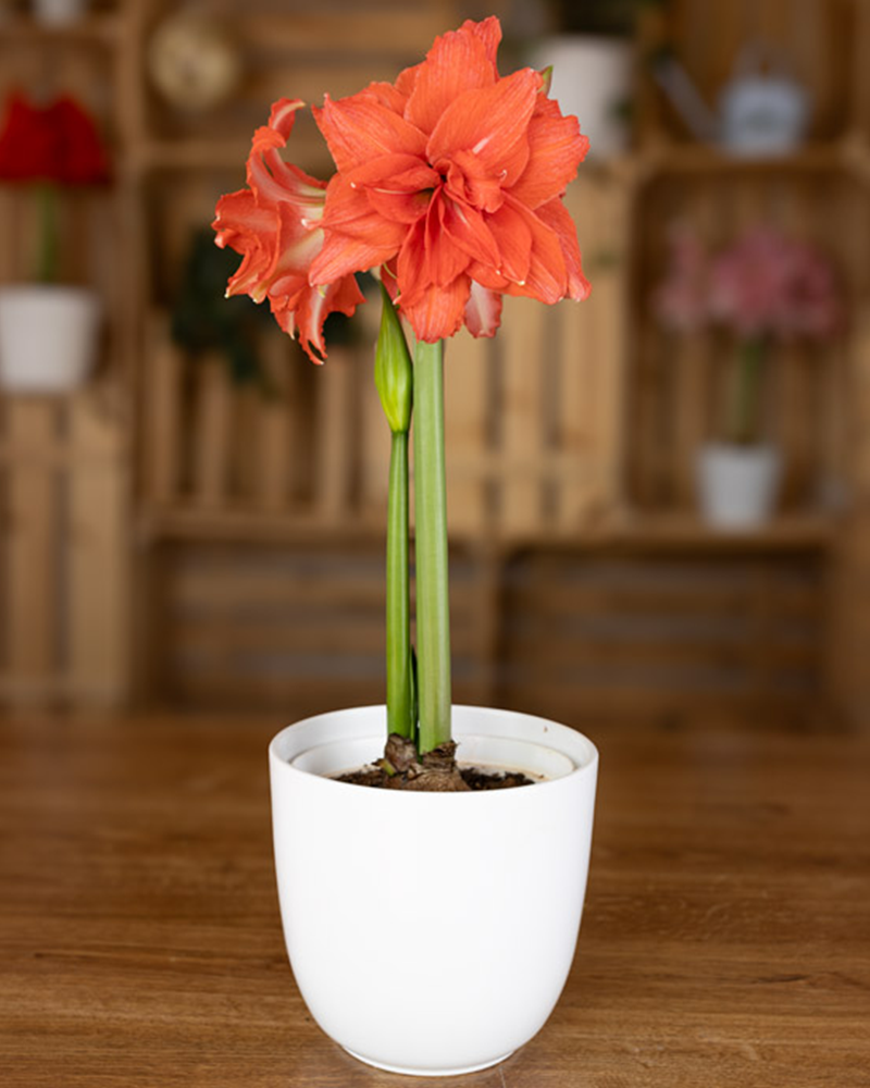 Amaryllis Ballerina Potted 6\"