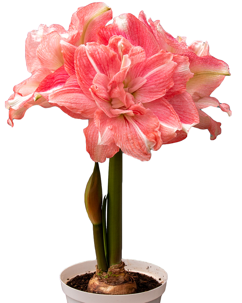 Amaryllis Rozetta Potted 8"