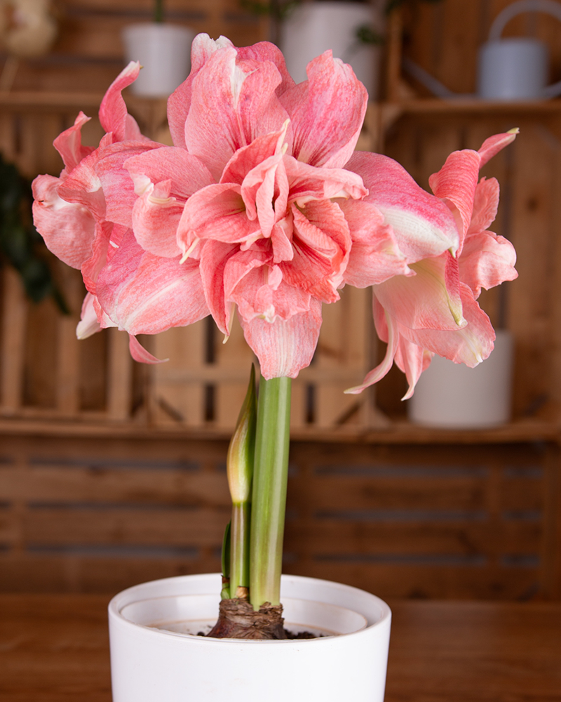 Amaryllis Rozetta Potted 8\"