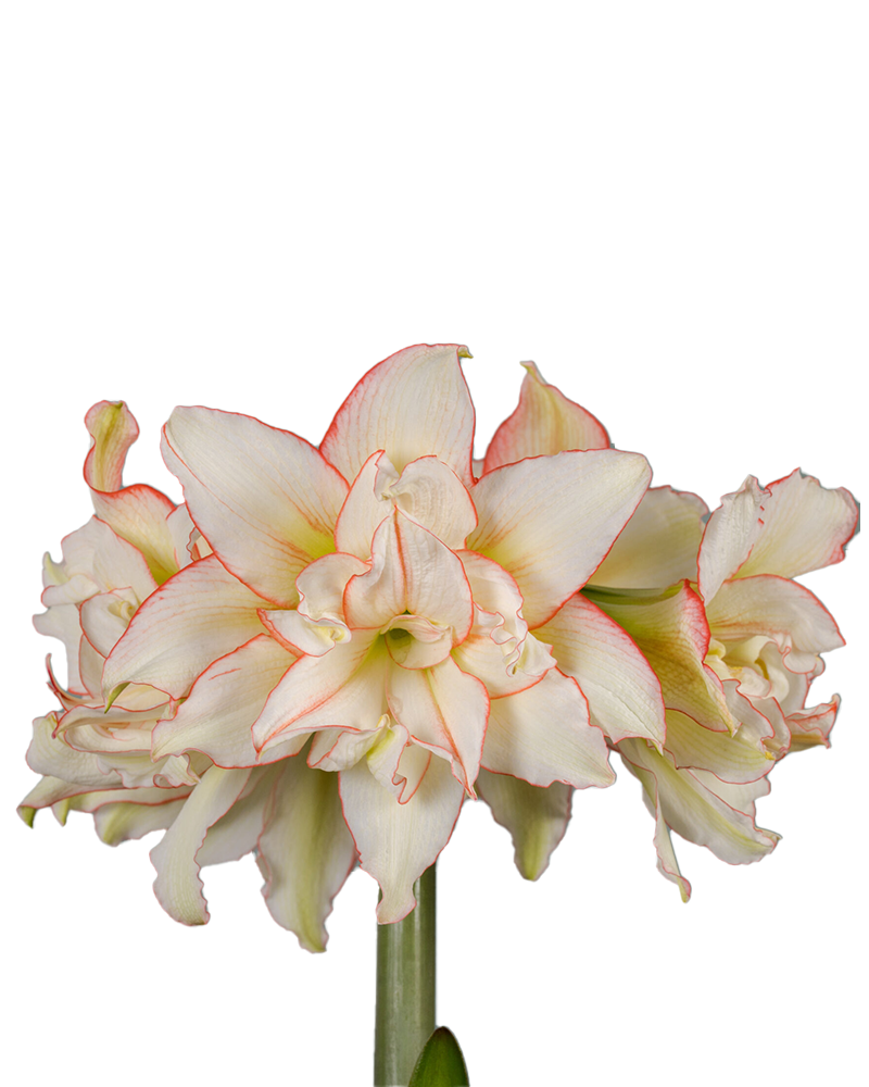 Amaryllis Harlequin Potted 6"