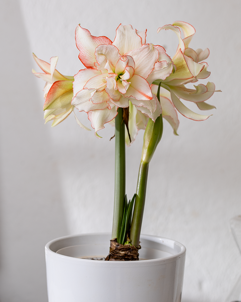 Amaryllis Harlequin Potted 6\"