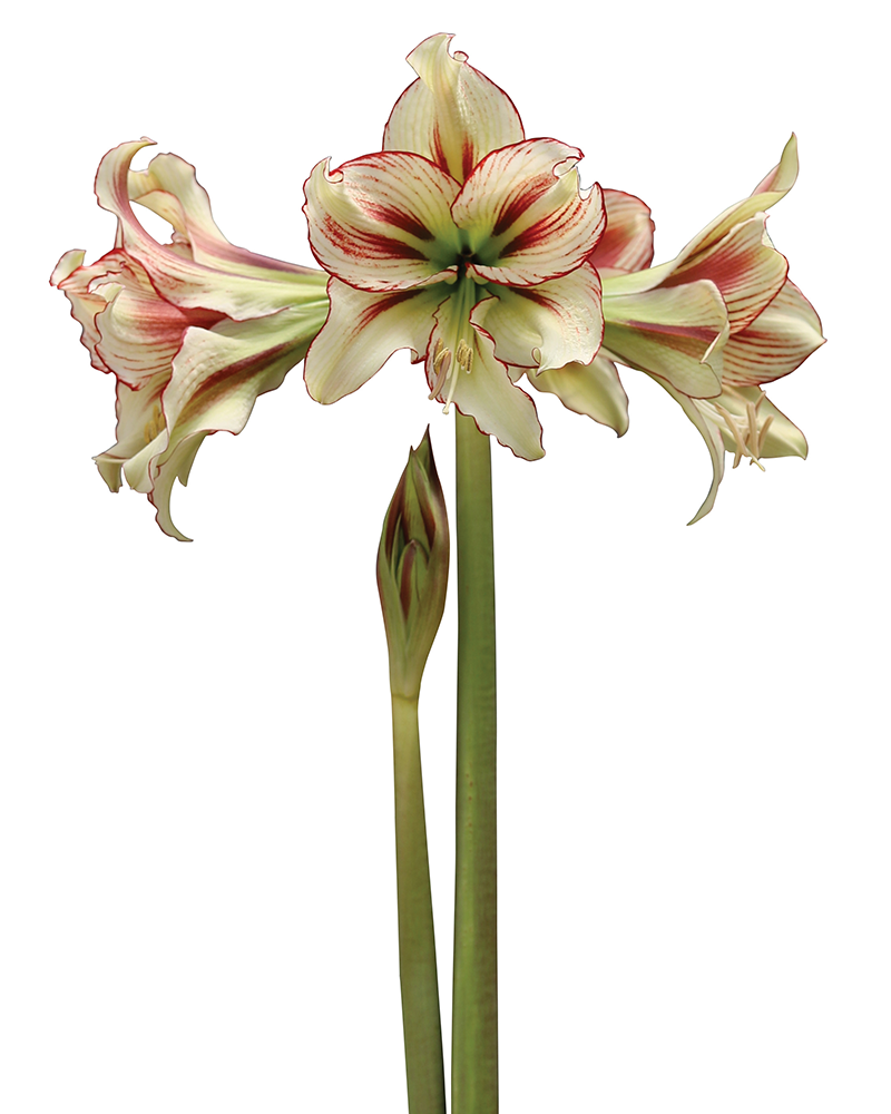 Amaryllis Dragonfly Potted 6"