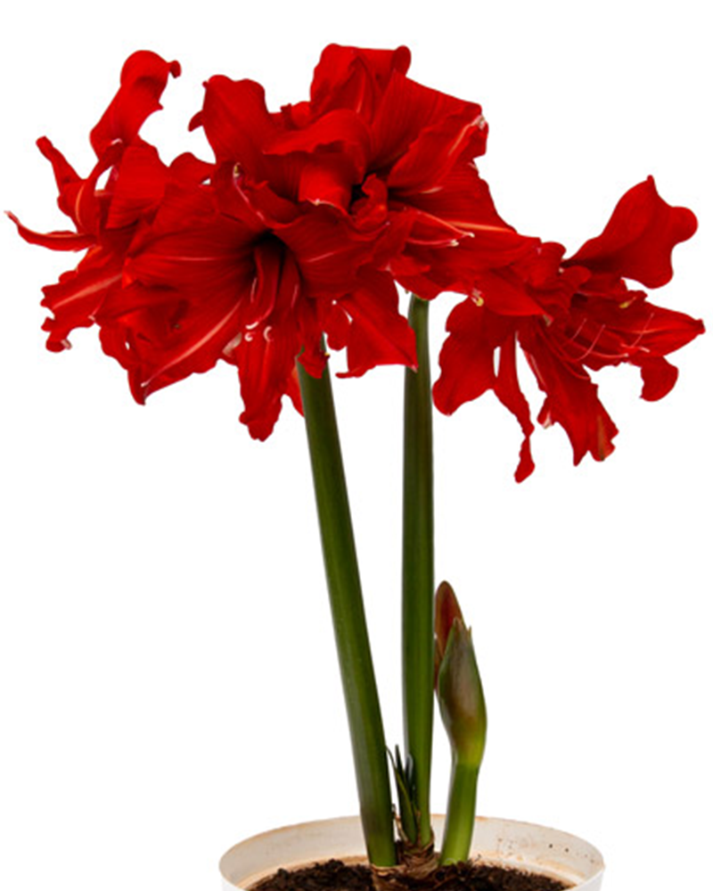 Amaryllis Fanfare Potted 6"