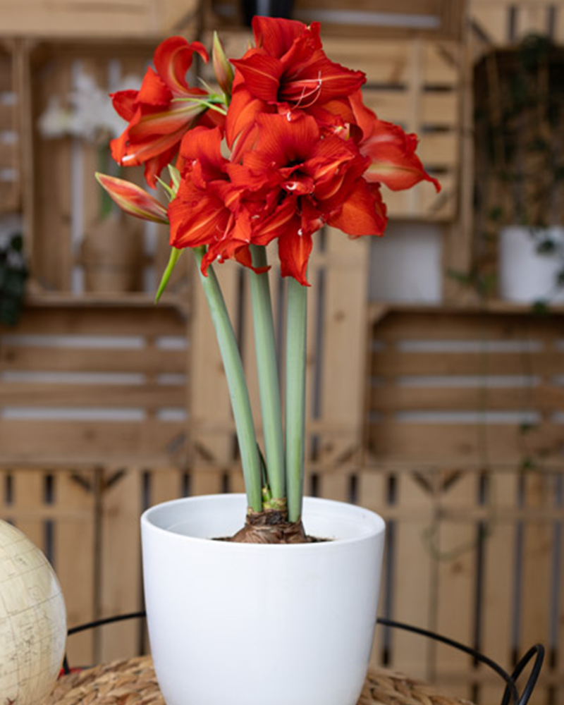 Amaryllis Fanfare Potted 6\"