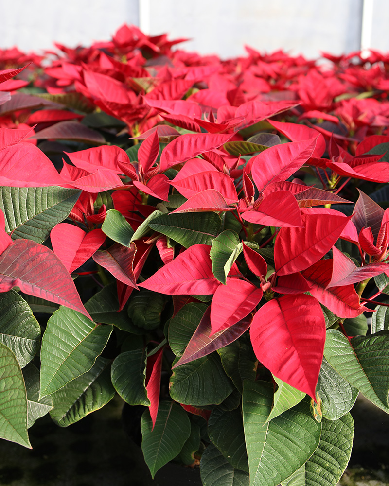 Poinsettia Christmas Bells 8"