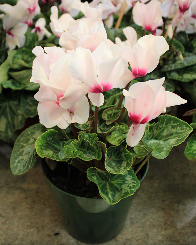 Cyclamen Latinia Victoria 50 6"