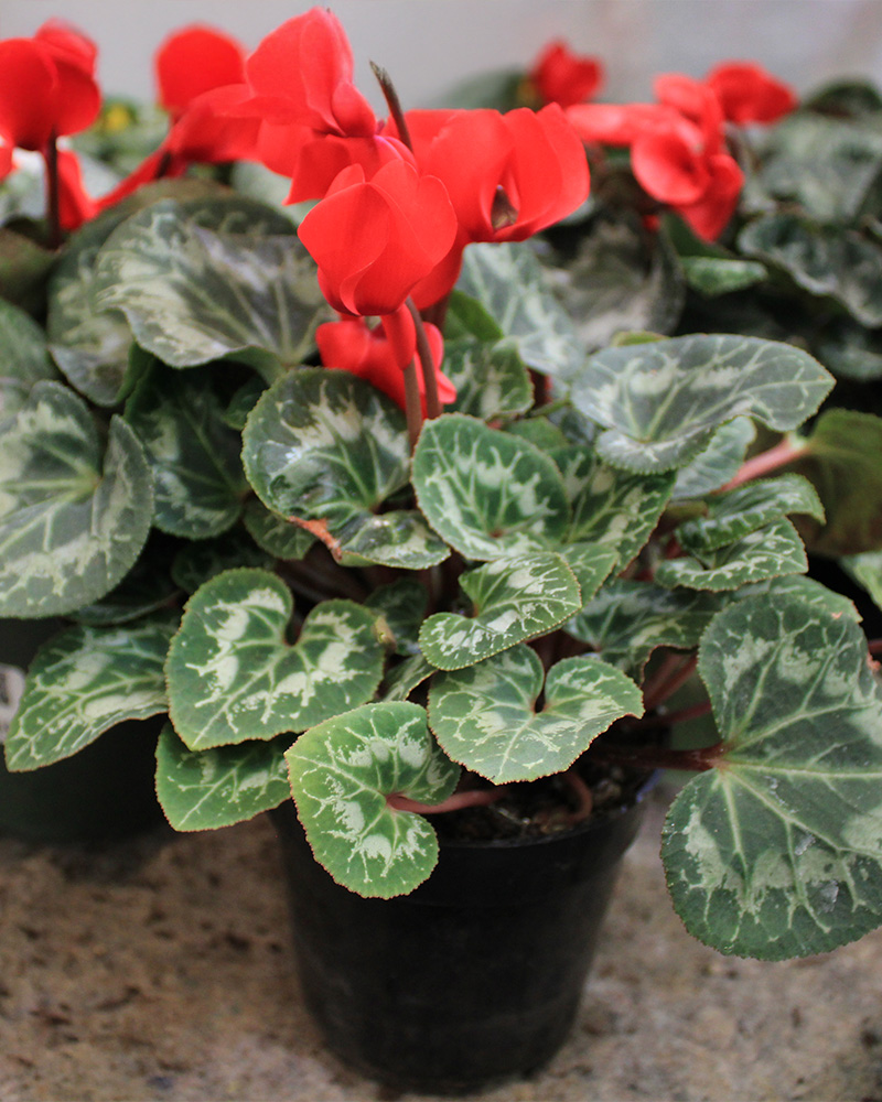 Cyclamen Laser Synchro Scarlet 4"