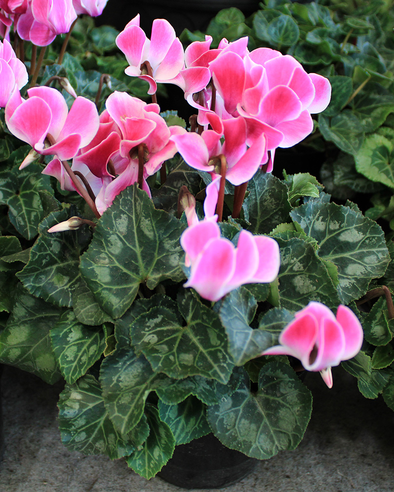 Cyclamen Allure Violet Flame 6"