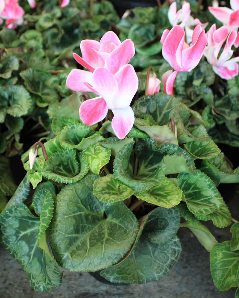 Cyclamen Fun Flame Magenta 6"