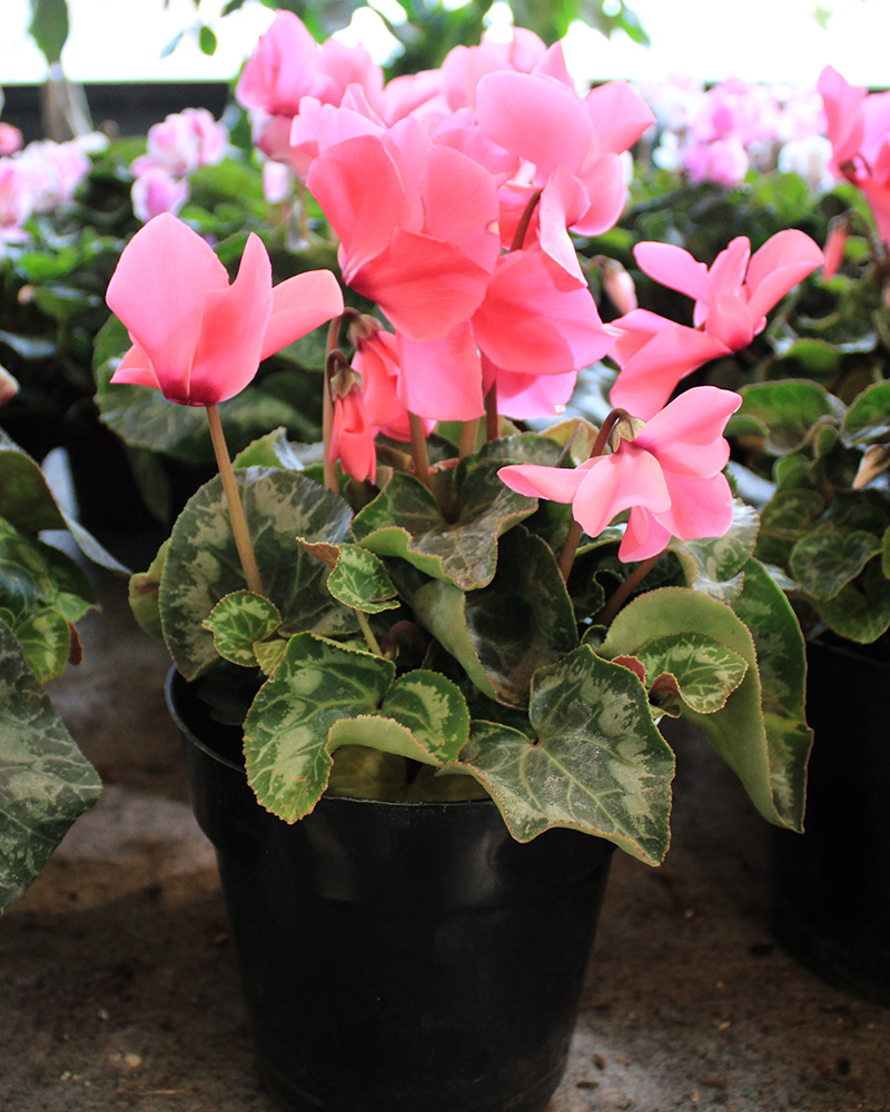 Cyclamen Success Pink Candy 6"