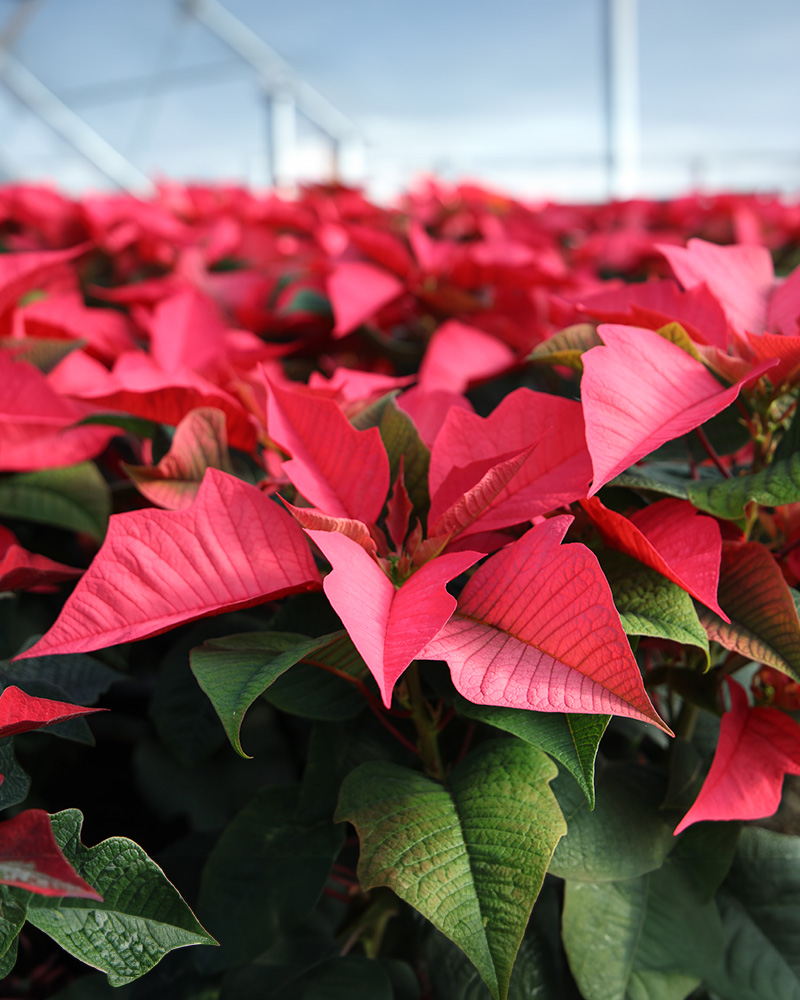 Poinsettia Polly's Early Pink 8"