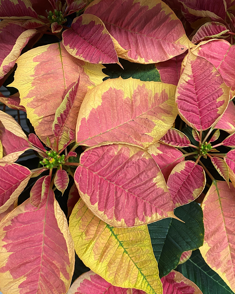 Poinsettia Christmas Beauty Marble 8"