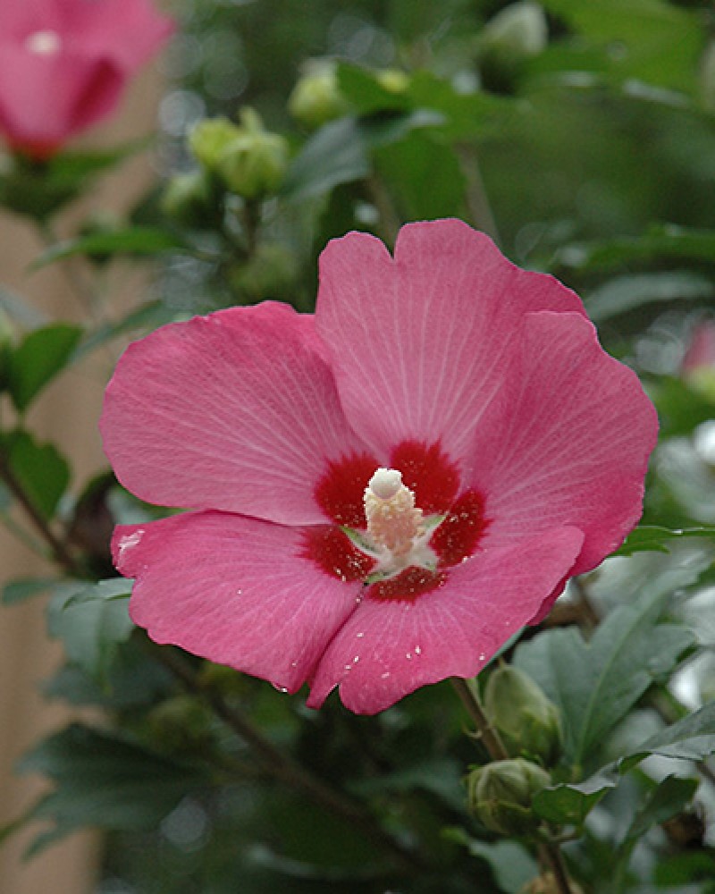 Pink Chiffon Rose of Sharon (Hibiscus syriacus 'JWNWOOD4') in Augusta  Manchester Lewiston Waterville Maine ME at Longfellow's Greenhouses