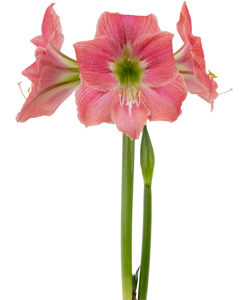 Amaryllis Amalfi Potted 6"