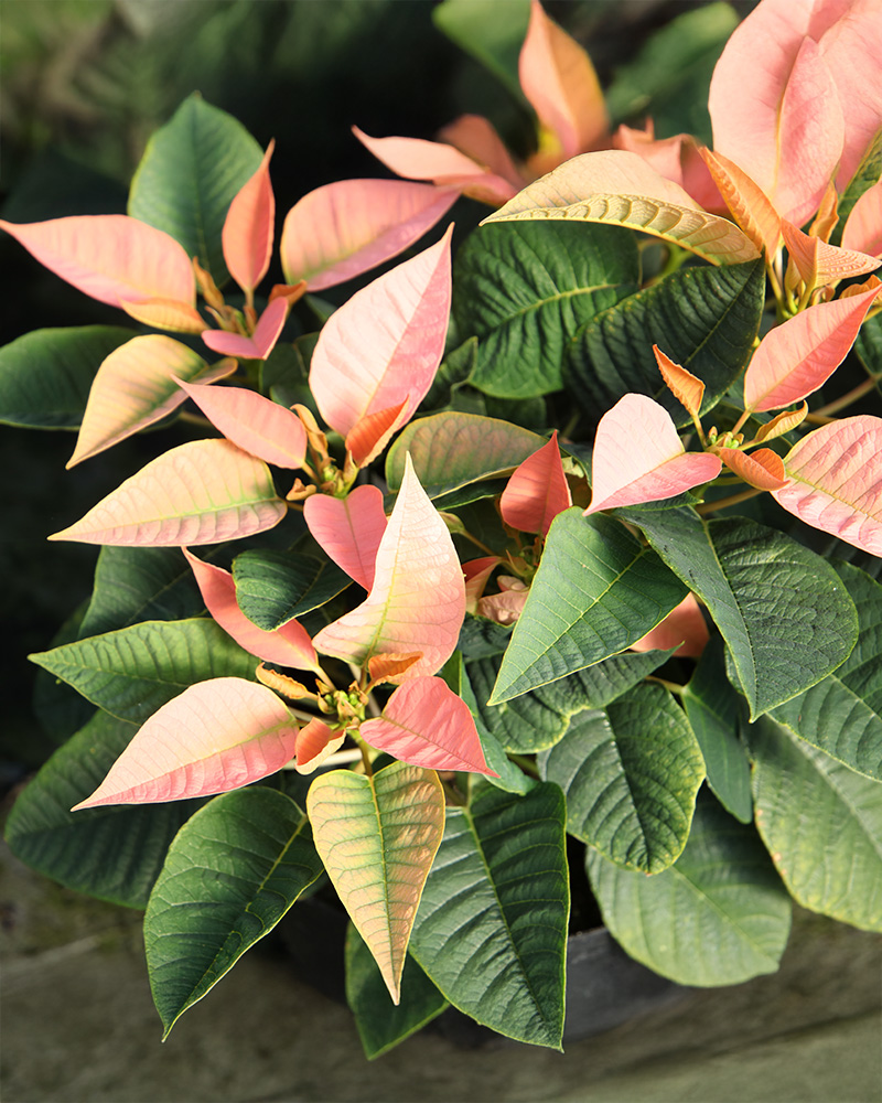 Poinsettia Peach Glow 8"