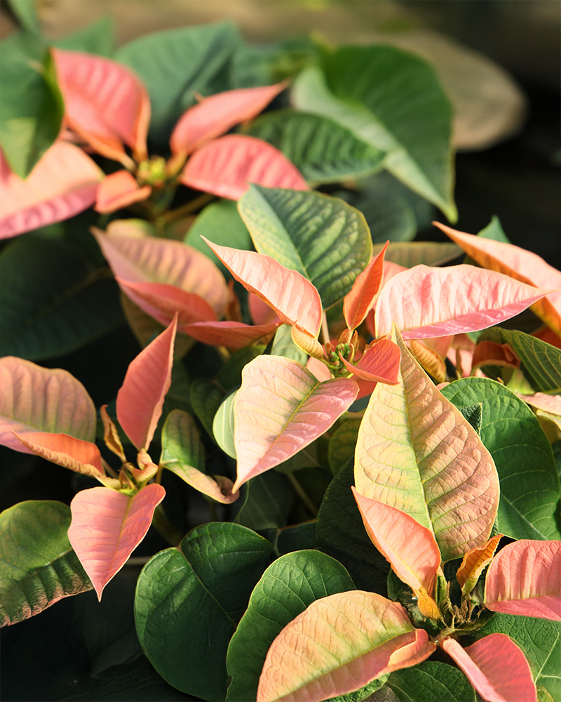 Poinsettia Peach Glow 8\"