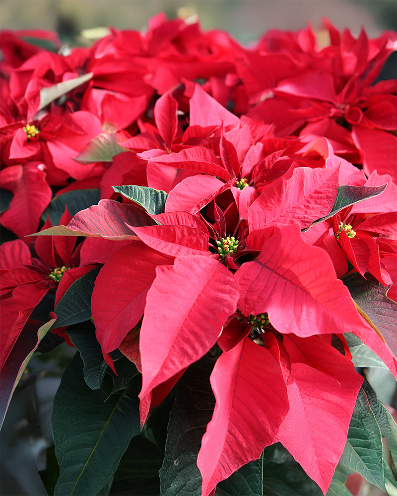 Poinsettia Prestige Early Red 8"