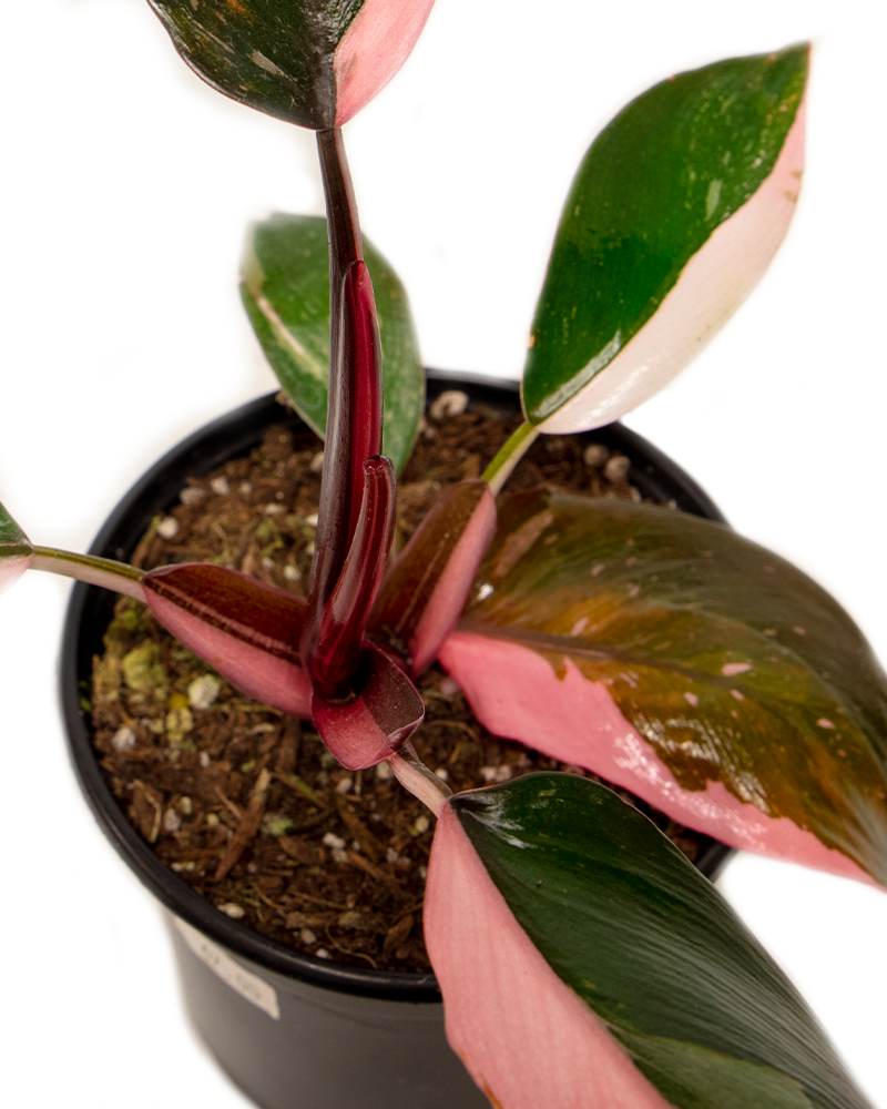 Philodendron Pink Princess 6\"