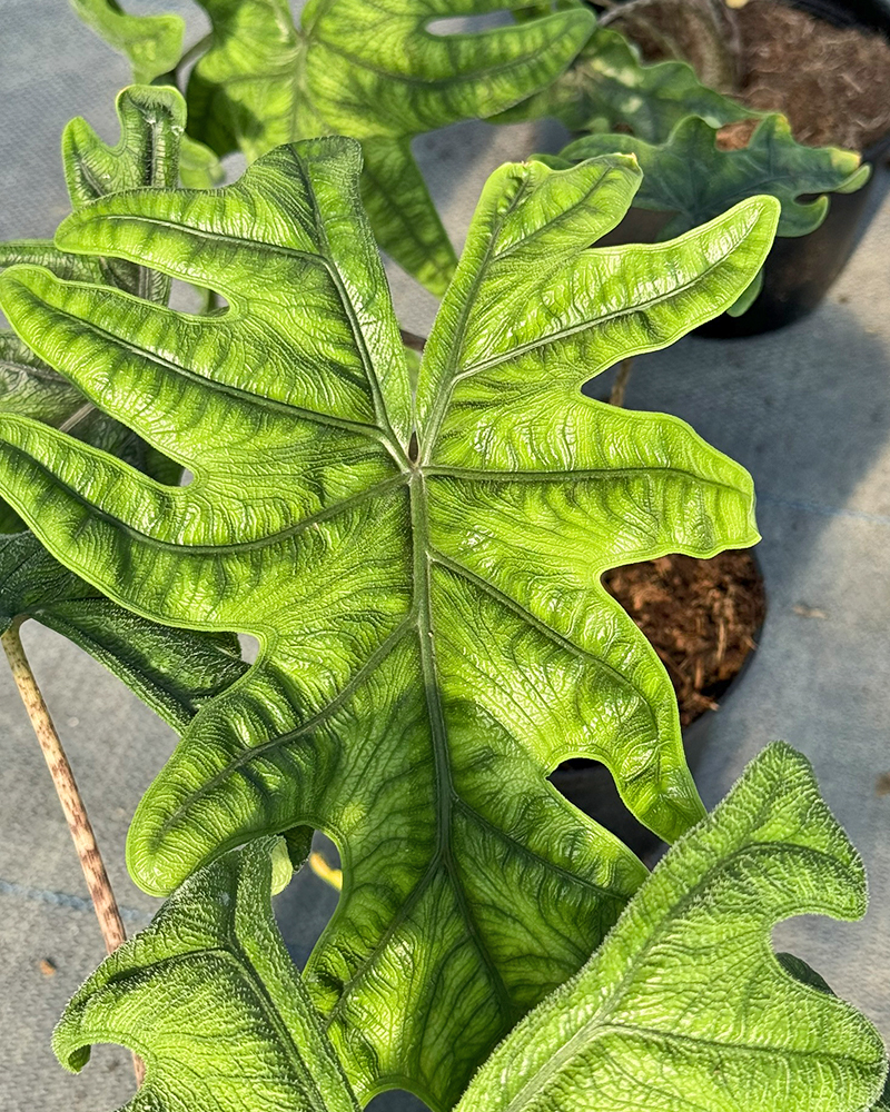 Alocasia Jacklyn 6"