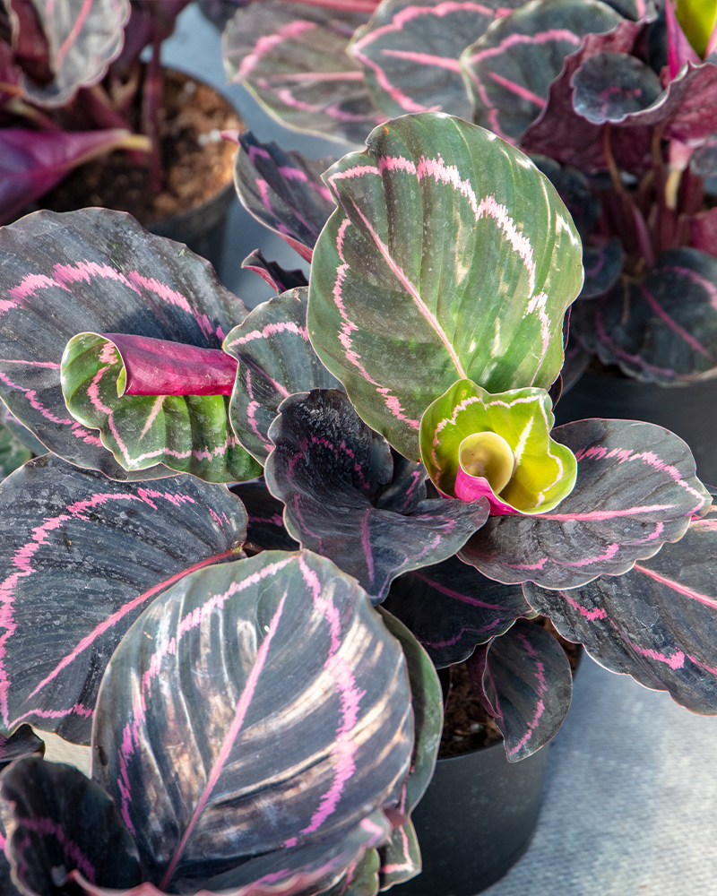 Calathea Dottie 6"