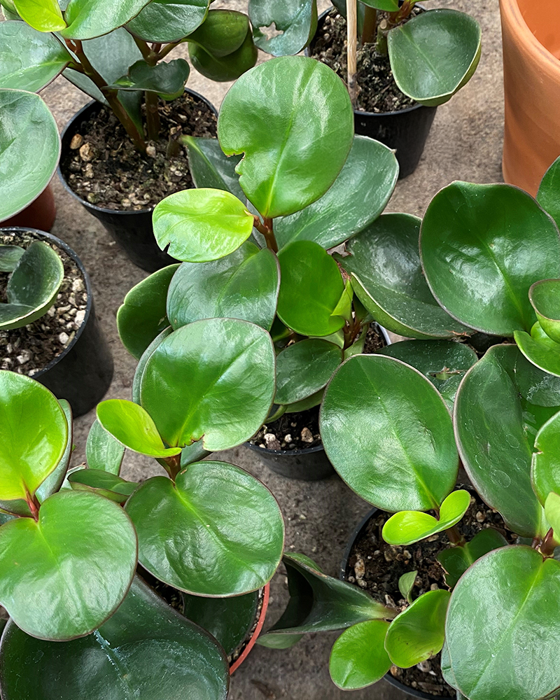 Peperomia Red Margin 4"