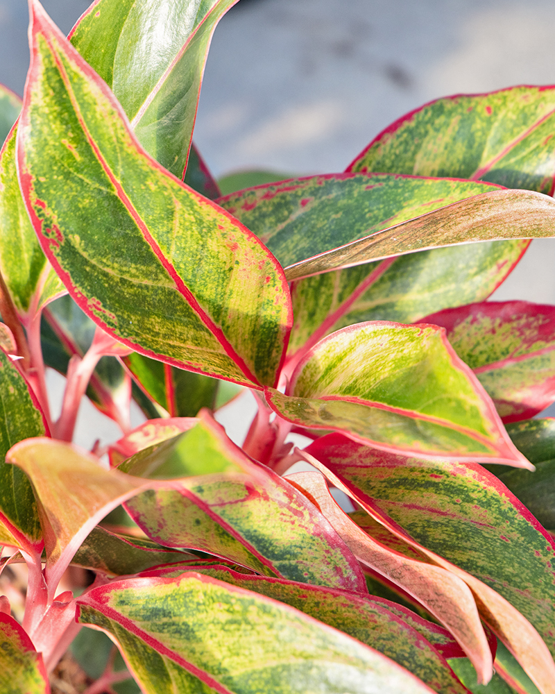 Aglaonema Siam 6"