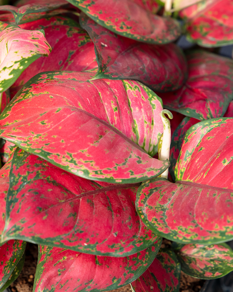 Aglaonema Very Red 6"