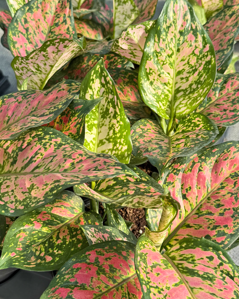 Aglaonema Wishes 6"