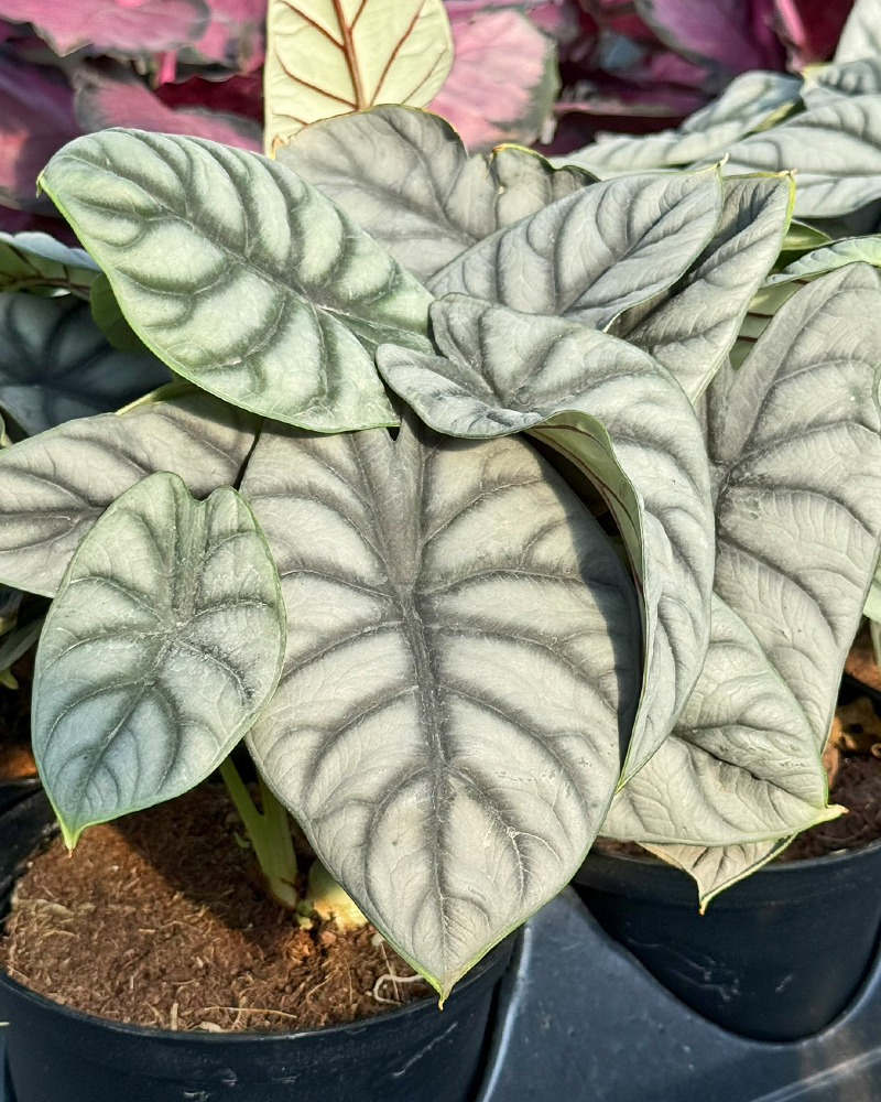 Alocasia Silver Dragon 6"