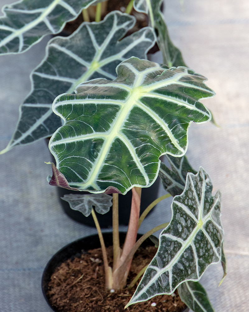 Alocasia Polly 6"