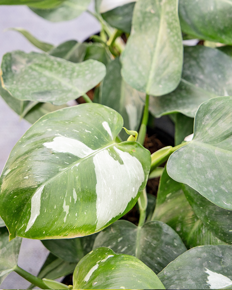 Philodendron White Knight 6"