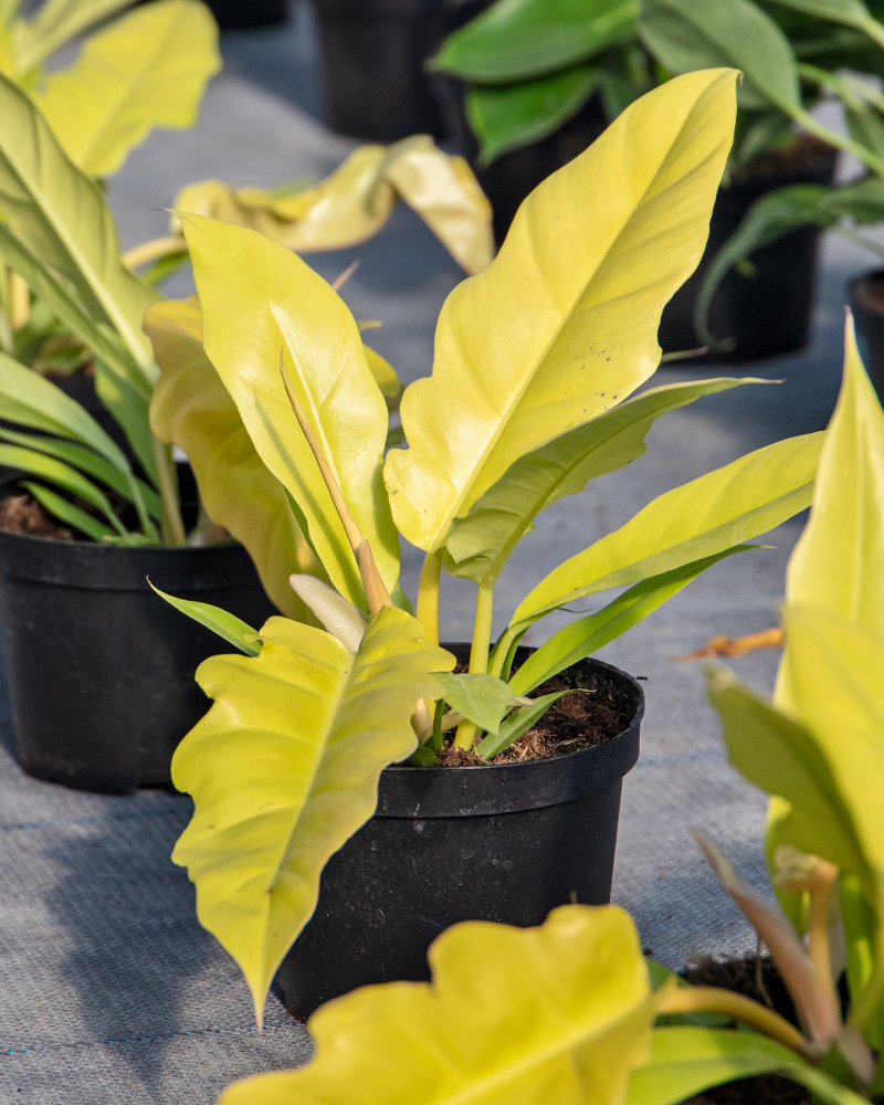 Philodendron Golden Crocodile 6"