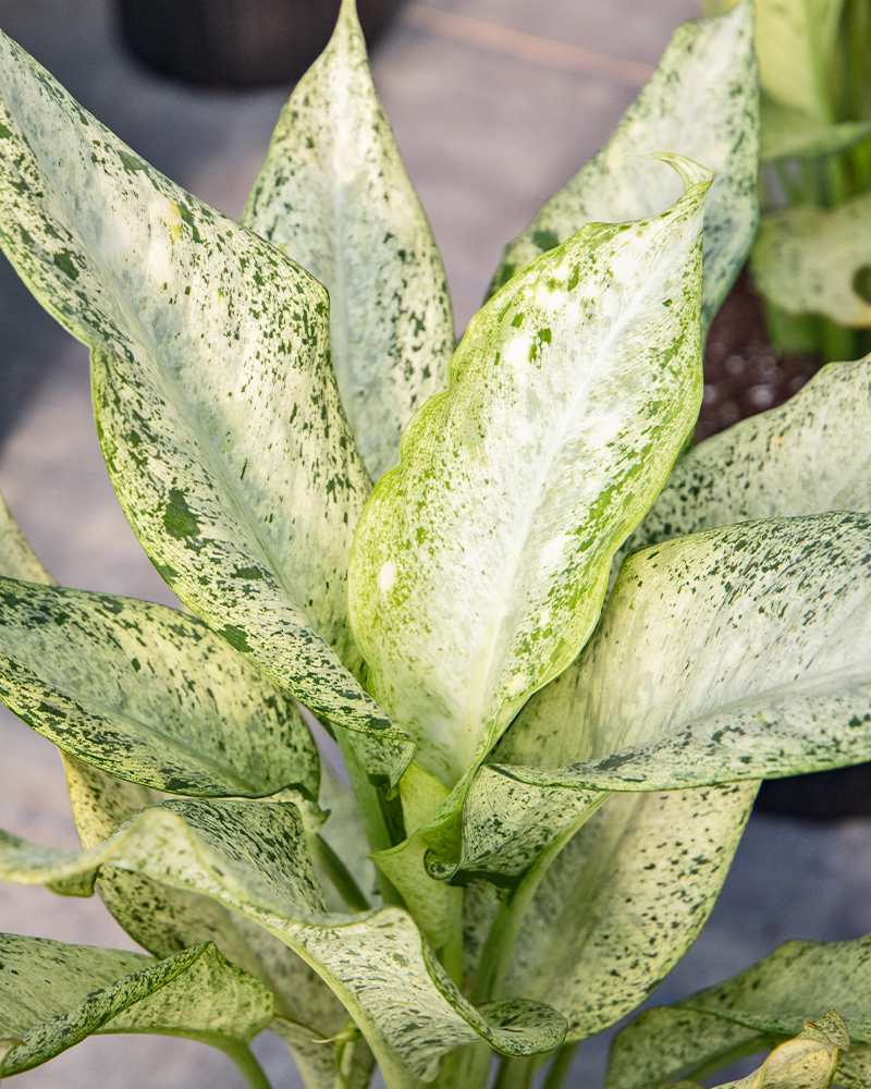 Dieffenbachia Camouflage 8"