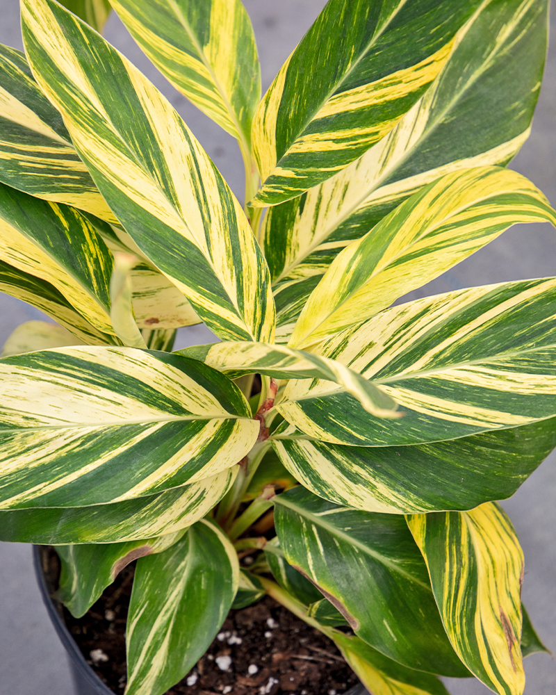 Alpinia Variegata Ginger 10"