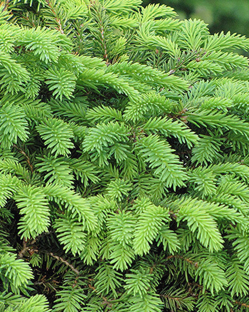 Birds Nest Spruce #3<br><i>Picea abies Nidiformis</br></i>